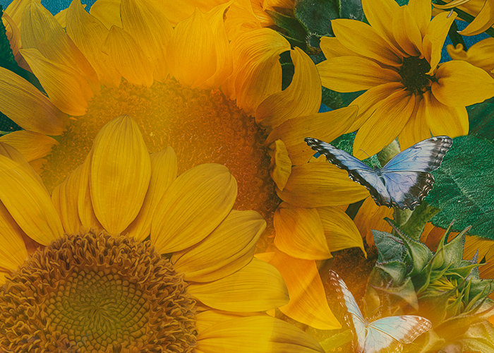 DETAIL-sunflower-blowing-in-the-wind