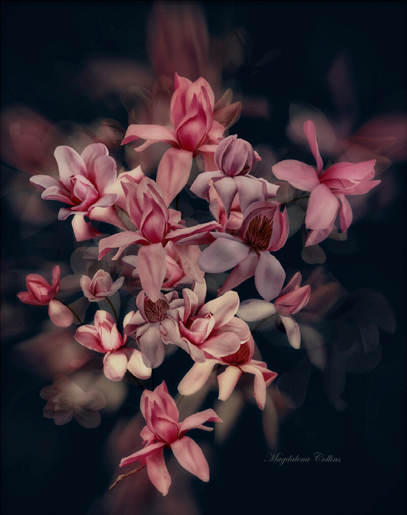 Majestic Magnolia