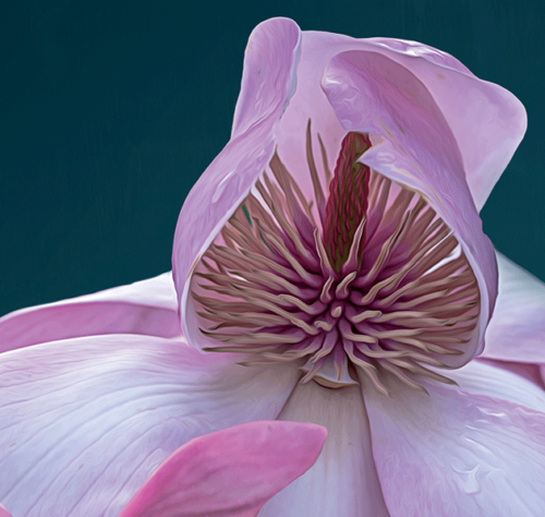 Detail-Magnolia-png