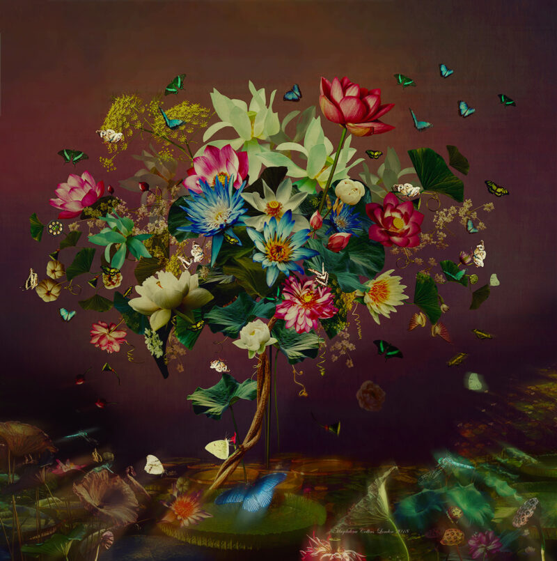The Lily Tree
