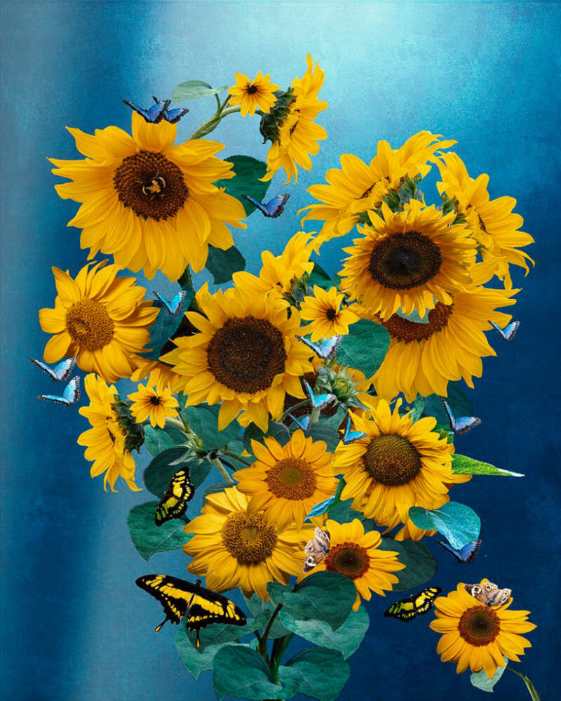 Sunflowers