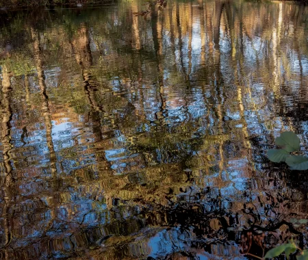 reflection in the woodlend gardenwebp